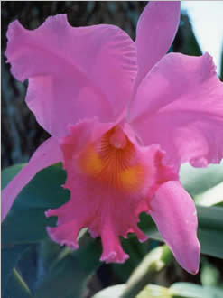 Orquidea Colombiana